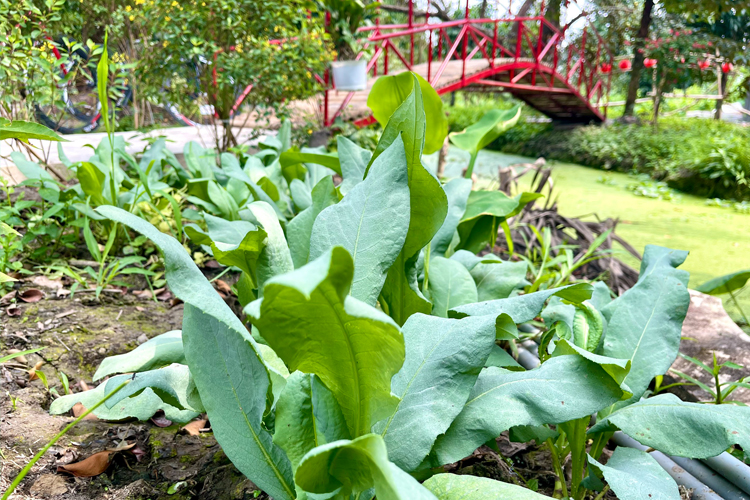 Nguyên liệu tươi – Rau sạch từ vườn