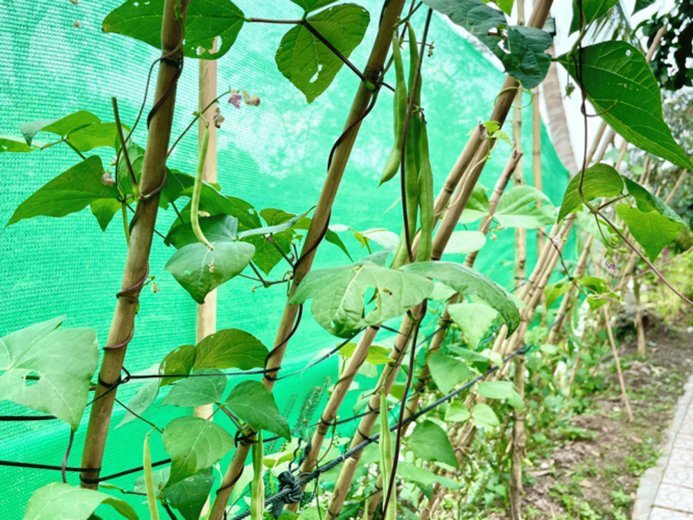 Chế biến món ăn – Từ sân vườn đến bàn ăn