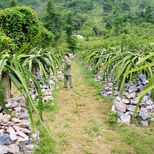 Những Người Trẻ ‘Bỏ Phố Về Quê’ Khởi Nghiệp Với Nông Nghiệp Công Nghệ Cao Ở Cao Bằng