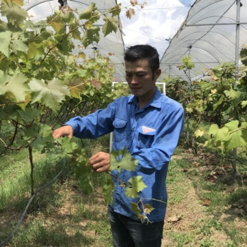Khởi Nghiệp Từ Mô Hình Trồng Nho Thương Phẩm Có Giá Trị Kinh Tế Cao Kết Hợp Du Lịch
