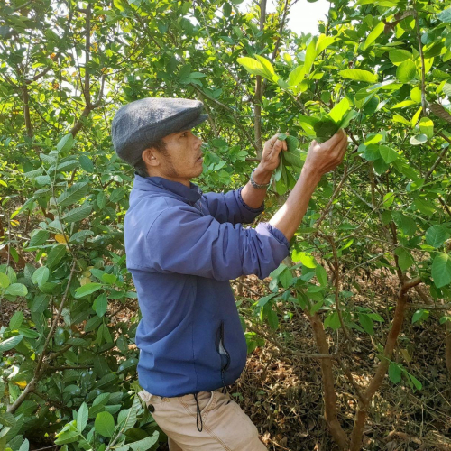 Câu Chuyện Vượt Khó Khởi Nghiệp Thành Công Của Anh Nông Dân Tỉnh Gia Lai