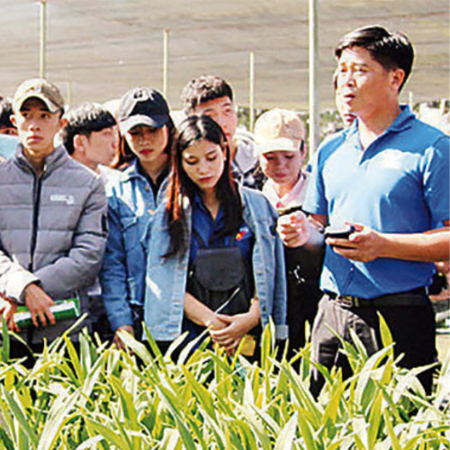 Thanh Niên Dân Tộc Thiểu Số Lâm Đồng Khởi Nghiệp, Làm Giàu