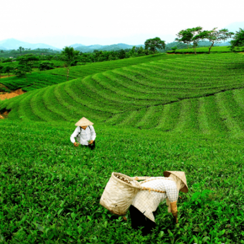 Làng Nghề Chè Tân Cương