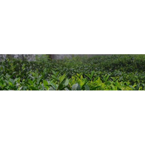 Thiết kế banner footer