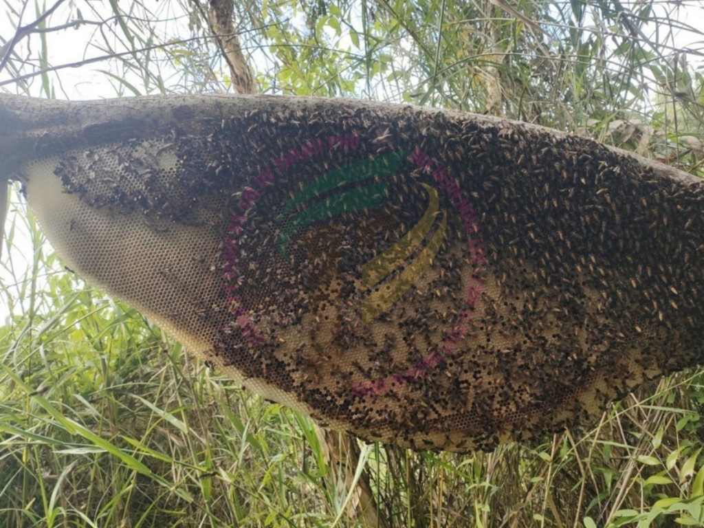 Phương pháp Gác kèo truyền thống