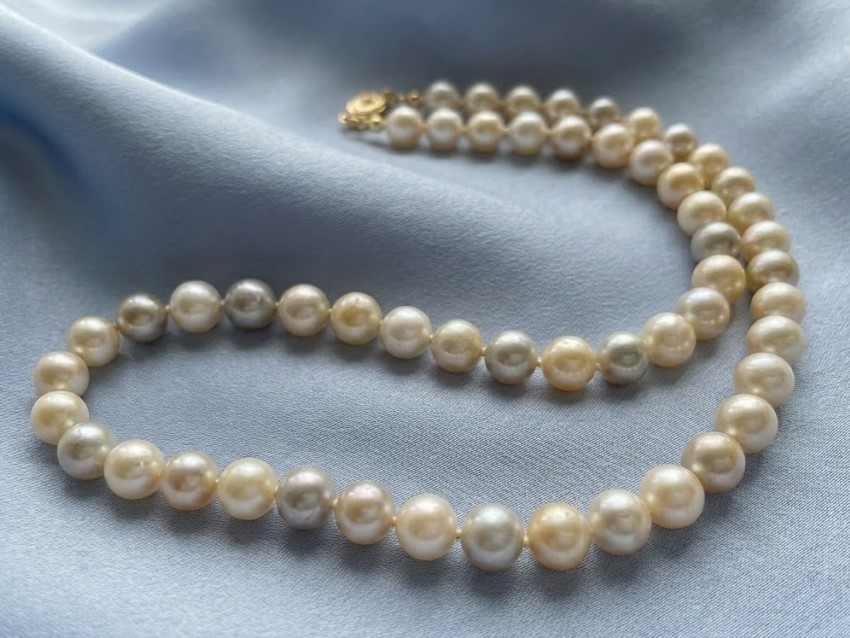 Akoya đến từ đâu?