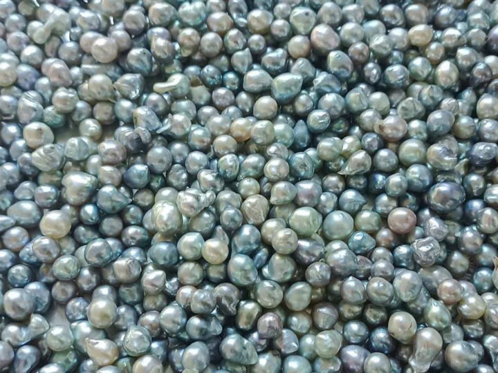 Kích Thước và Thời Gian Phát Triển