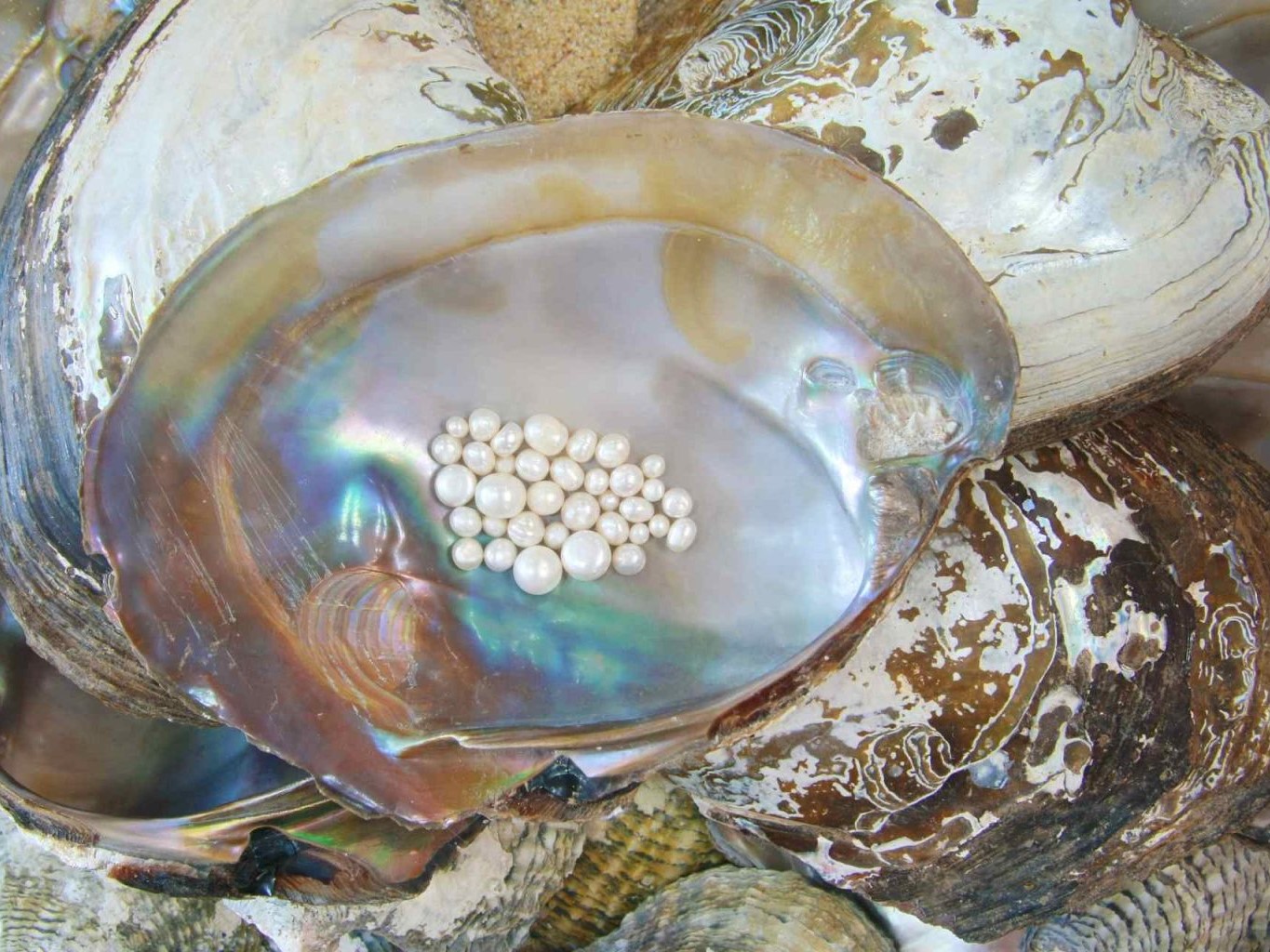 Ngọc trai là gì? Các loại ngọc trai phổ biến