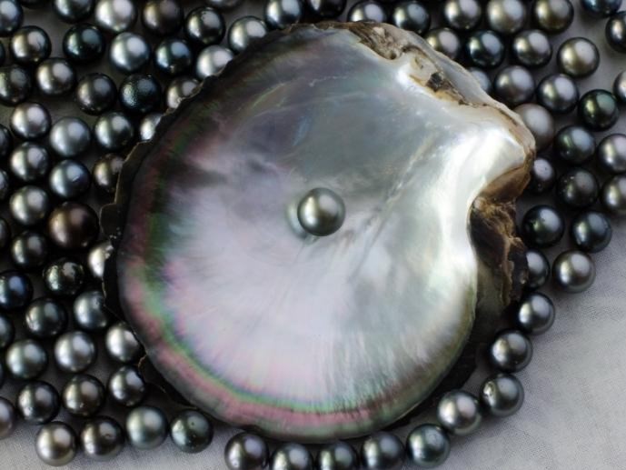 So sánh Tahiti với các loại ngọc trai khác
