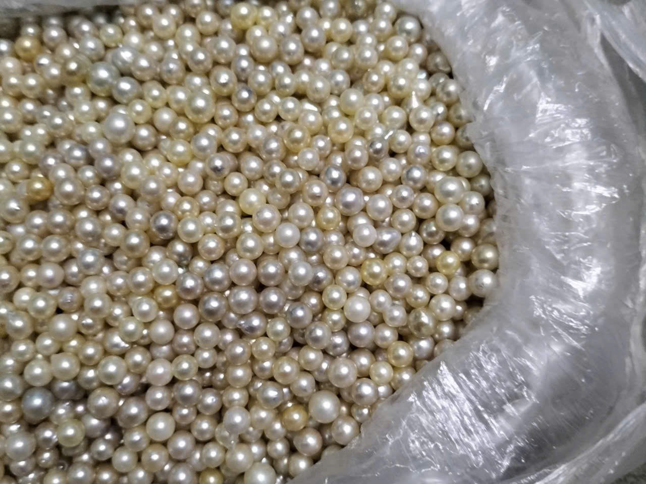 Làm thế nào xác định ngọc Akoya có giá trị và quý hiếm?