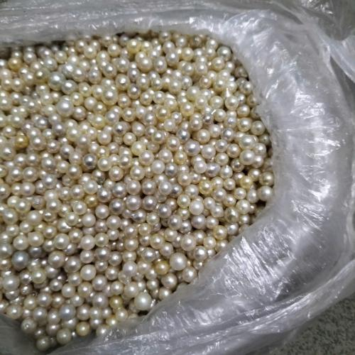 Ngọc Trai Nước Mặn Akoya (Thô) - Size 2mm - 10 mm