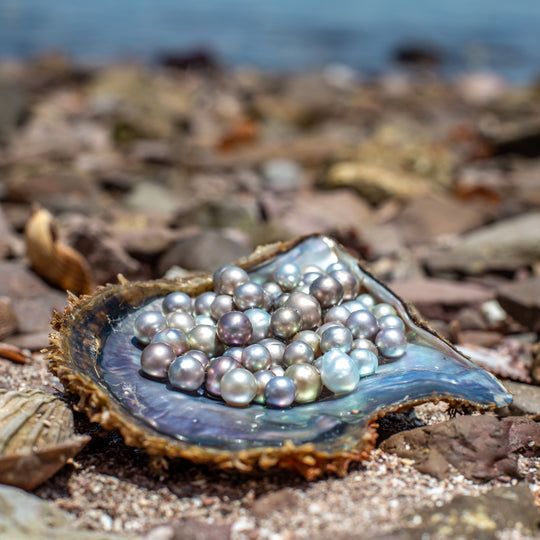 Ngọc Trai Nước Mặn: Khám Phá Nguồn Gốc Và Sự Hình Thành Kỳ Diệu