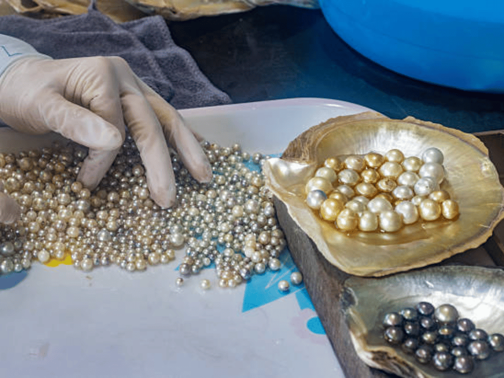 Nghìn lẻ một truyền thuyết về viên ngọc quý hiếm của biển cả