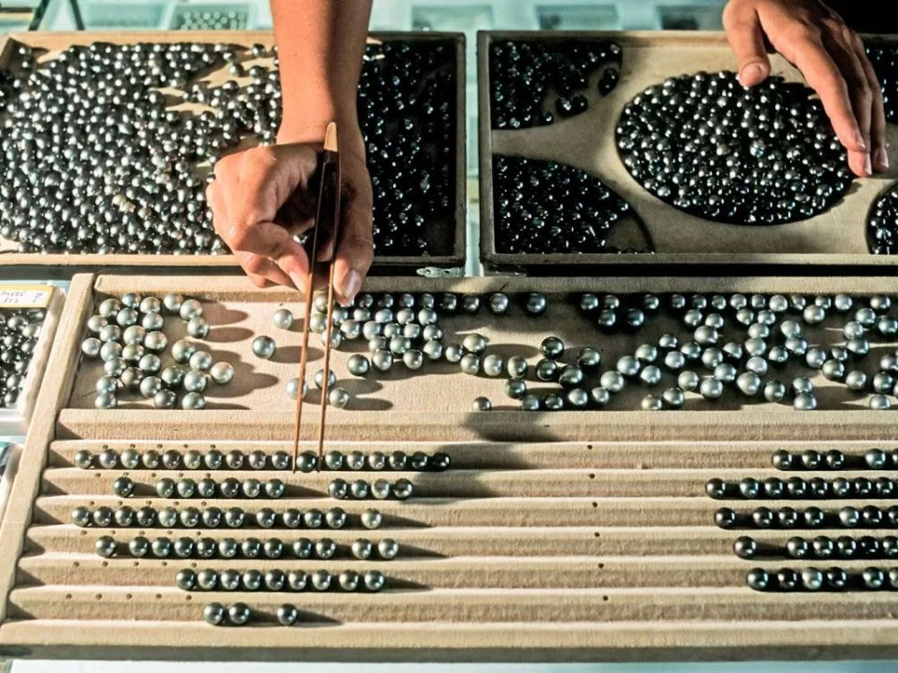 Những yếu tố quyết định độ hiếm và giá trị của ngọc trai Tahiti đen