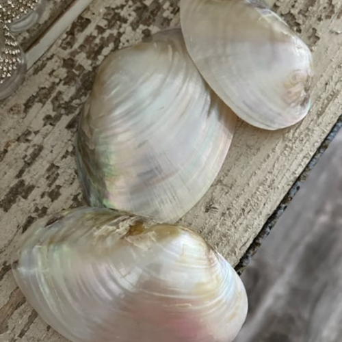 Vỏ Trai Có Phải Là Vật Liệu Phù Hợp Để Làm Trang Sức?