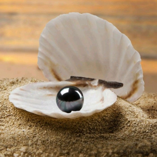 Ngọc Trai Ở Trong Cơ Thể Trai Càng Lâu Càng Quý – Điều Này Có Đúng Không?