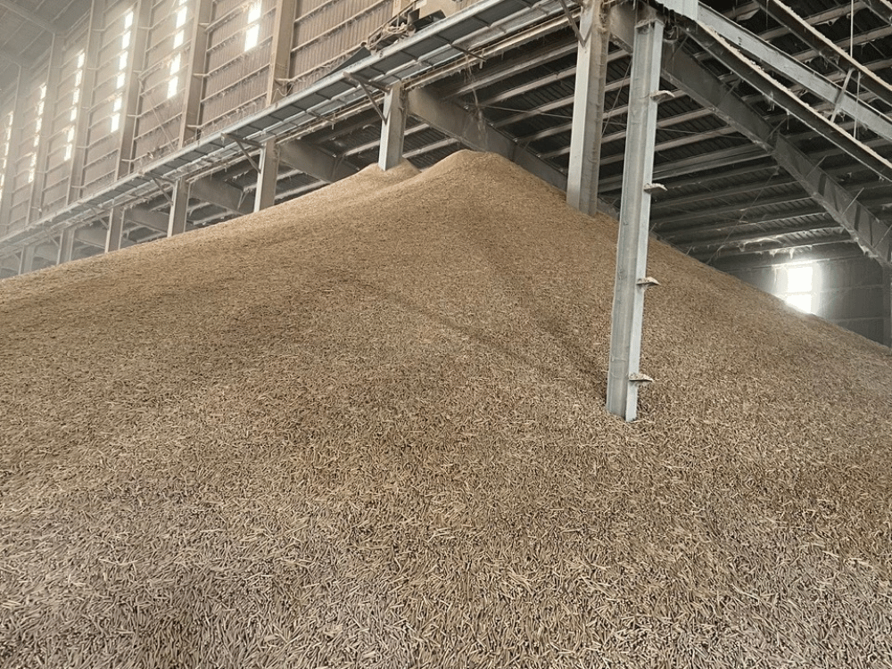 Vỏ trấu trong công nghệ sinh học