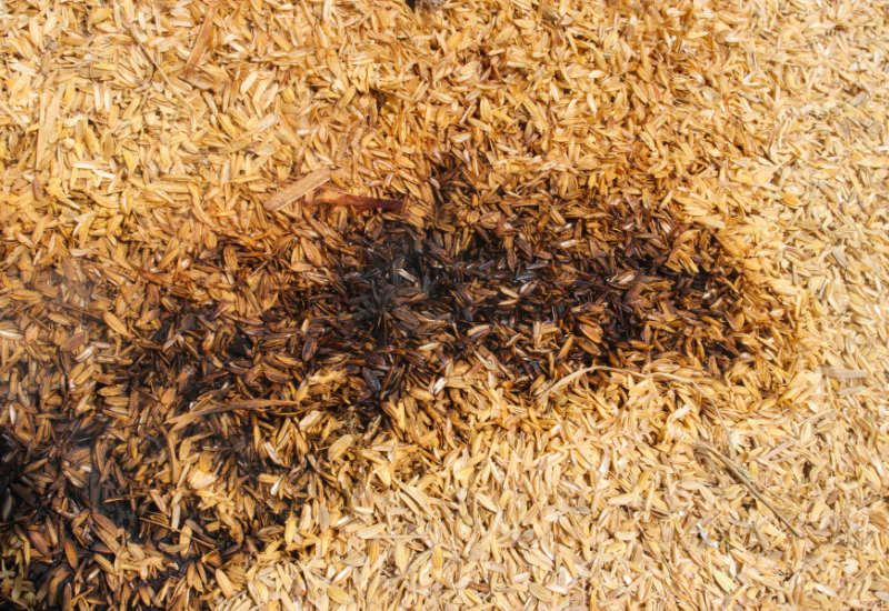 Nguồn năng lượng sinh khối dồi dào