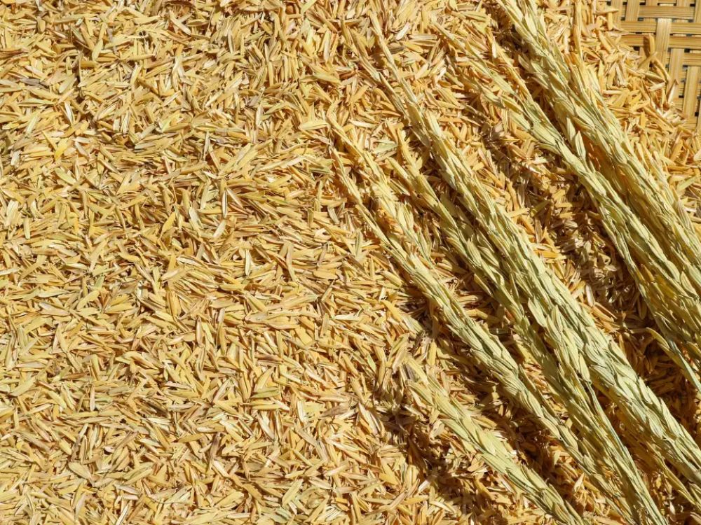 Trấu – Nguồn phụ phẩm nông nghiệp giàu tiềm năng năng lượng