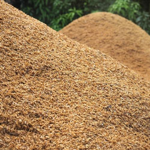 Vỏ Trấu Kho Báu Thiên Nhiên Đa Dụng