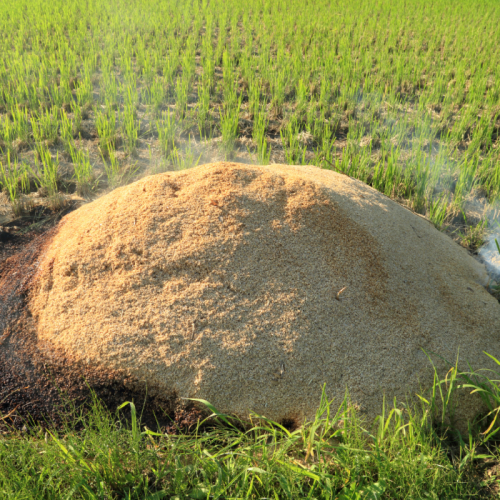 Trấu Làm Chất Đốt Sinh Học: Giải Pháp Năng Lượng Bền Vững