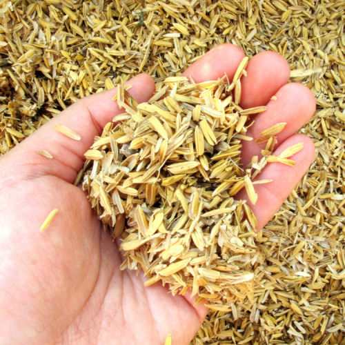 Khám Phá Ứng Dụng Của Trấu Ích Người Nhận Ra