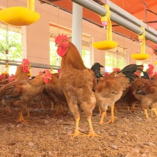 Kỹ Thuật Làm Đệm Lót Sinh Học Từ Trấu Cho Gà Hiệu Quả, Tiết Kiệm Chi Phí