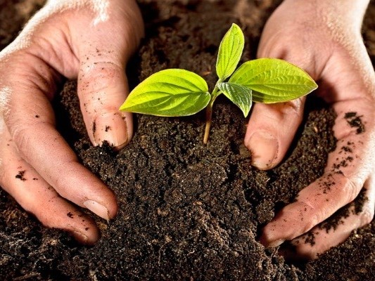 Hỗ trỡ tăng nẵng xuất và giảm chi phí phân bón