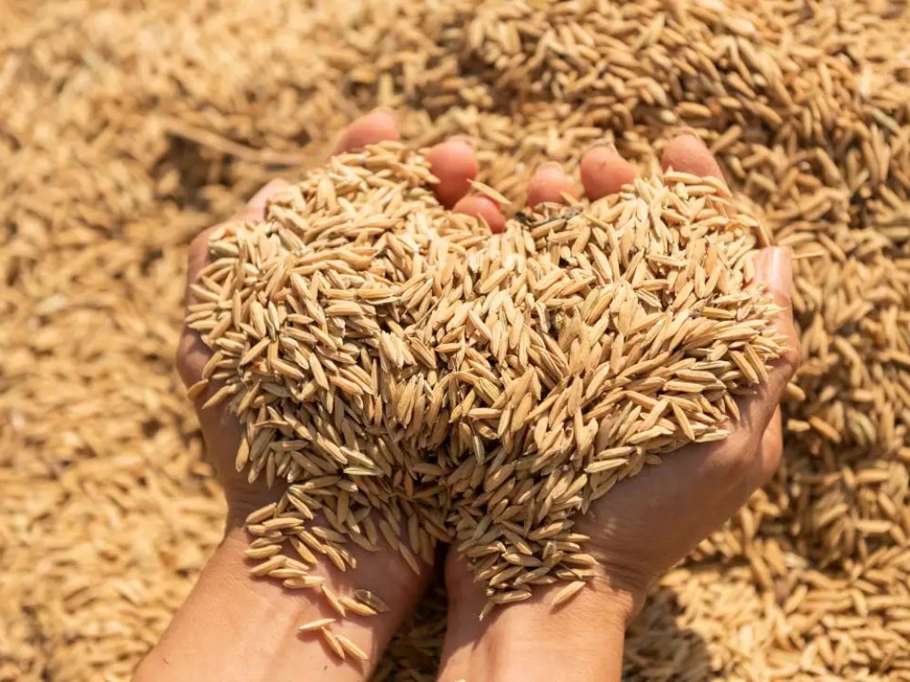 Khả năng giữ ẩm và cung cấp dưỡng chất tự nhiên từ trấu