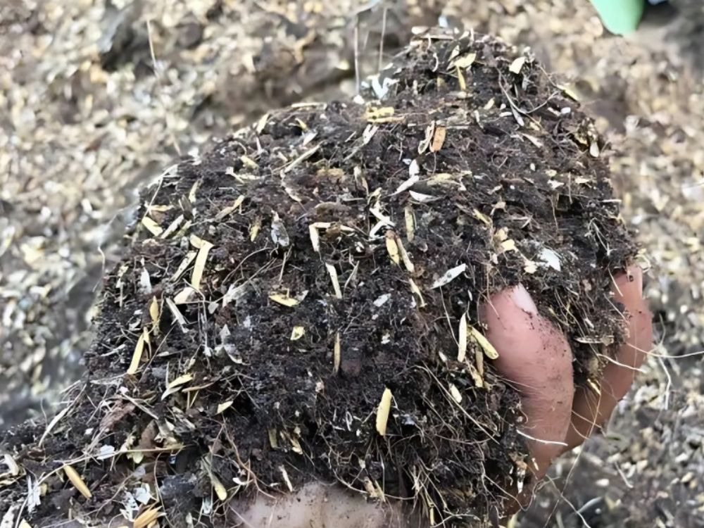 Vai trò của trấu trong việc tăng sức đề kháng cho cây trồng