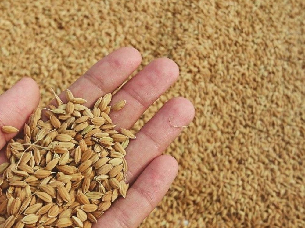 Cấu trúc xốp giúp trấu cháy chậm và đều