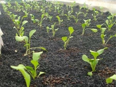 Cải thiện cấu trúc đất và tăng khả năng thóang khí