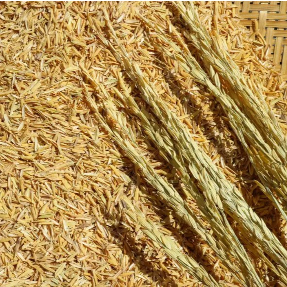 Thị Trường Trấu Toàn Cầu: Ai Đang Mua, Ai Đang Bán, Ai Đang Dẫn Đầu?