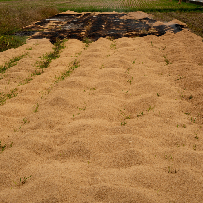 Trấu Có Phải Là Phụ Phẩm Nông Nghiệp Có Giá Trị Cao?