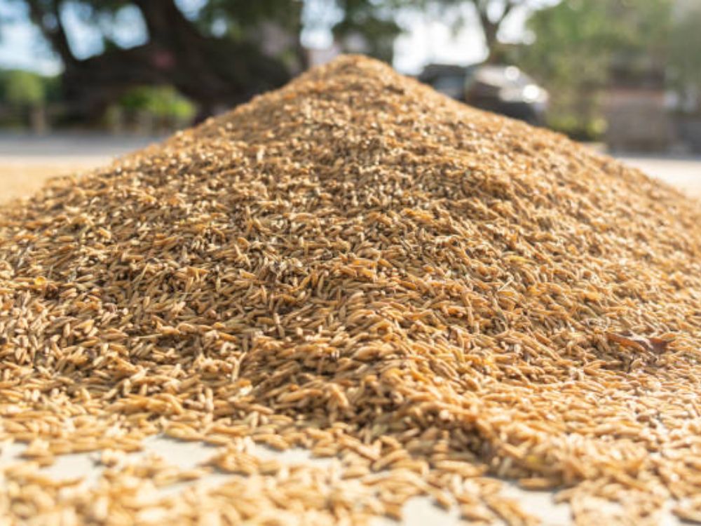 Hướng đi bền vững cho nông nghiệp và doanh nghiệp