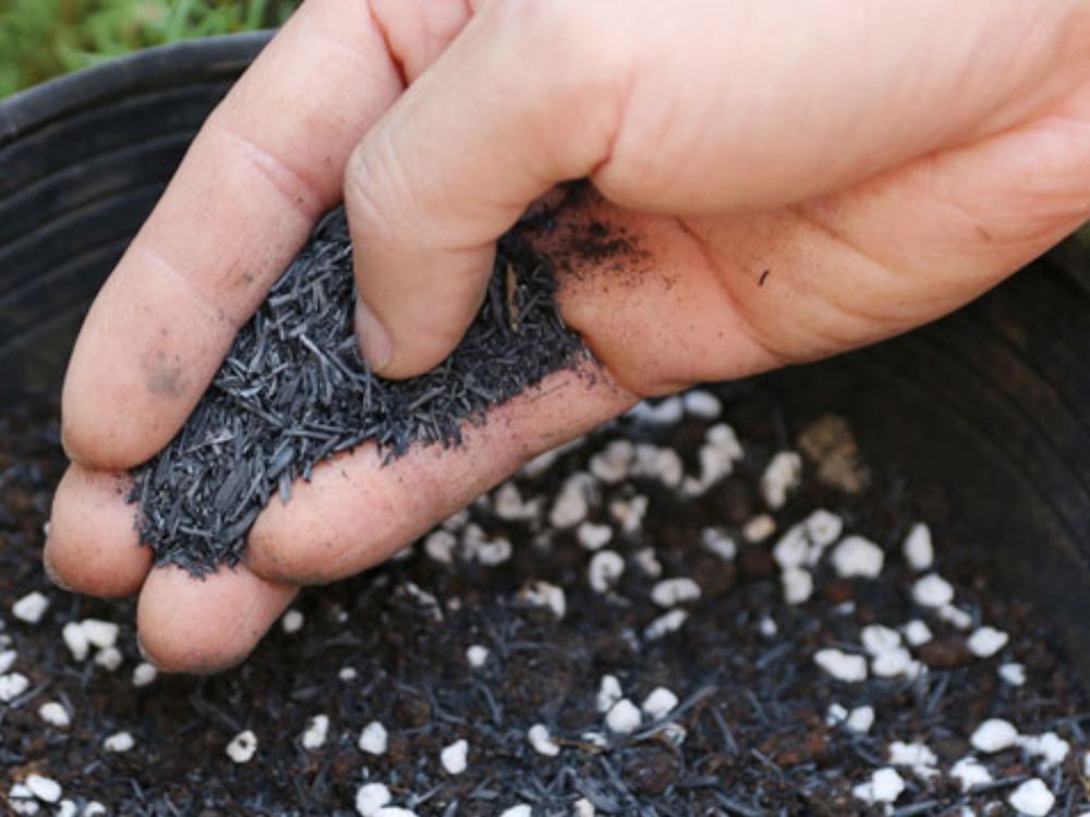Cách sử dụng trấu hun hiệu quả giúp tăng năng suất và giảm chi phí phân bón