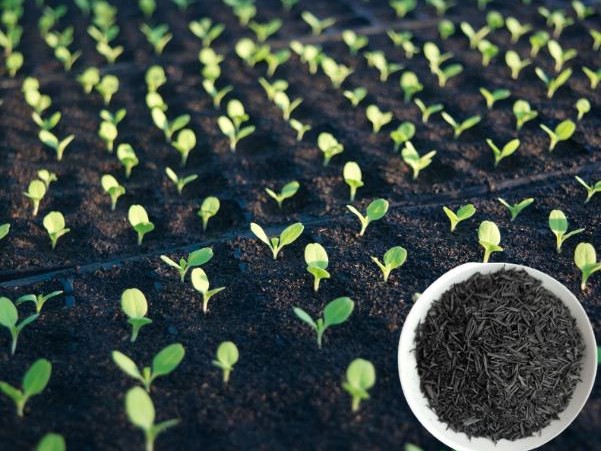 Tăng độ tơi sốp và độ ẩm giữ ẩm cho đất