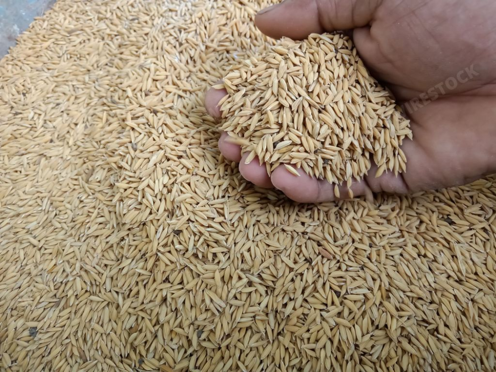 Yêu cầu kỹ thuật khi sử dụng vỏ trấu