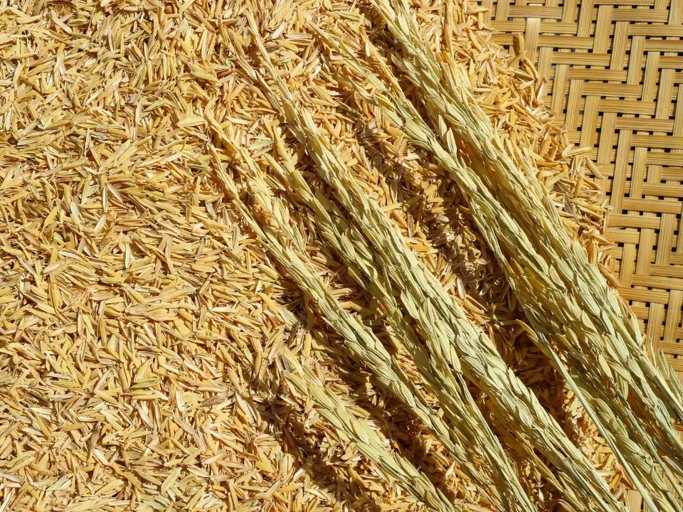 Lợi ích khi trồng rau bằng trấu