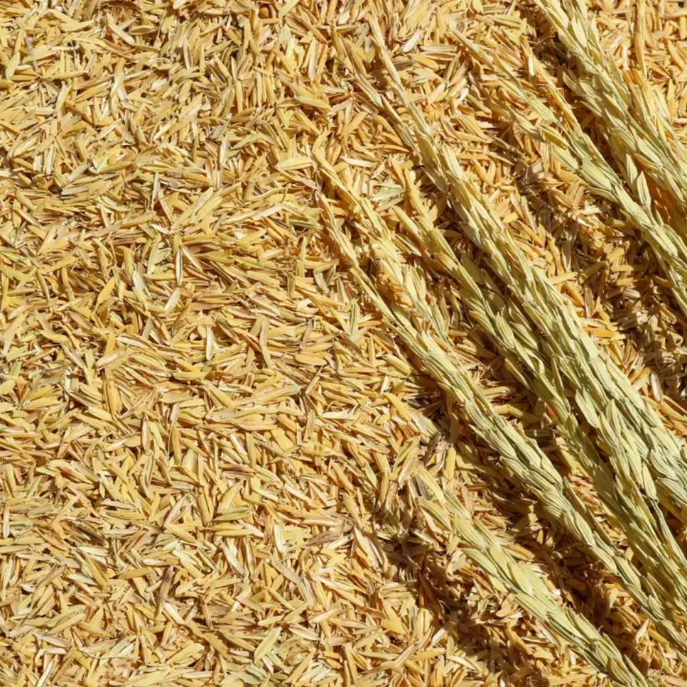 Trấu Có Thay Thế Xơ Dừa Khi Trồng Cây Được Không?