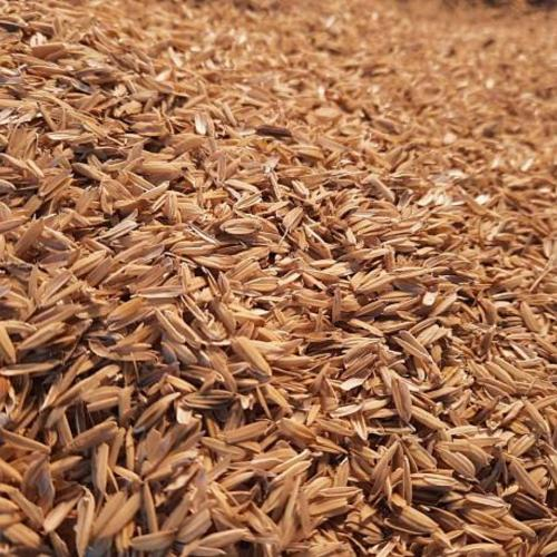 Hiệu Quả Thực Sự Của Trấu Trong Sản Xuất Là Gì?