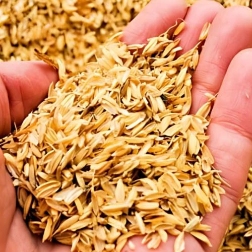 Chất Lượng Của Trấu Sạch Có Thực Sự Ảnh Hưởng Đến Hiệu Quả Sử Dụng Không?