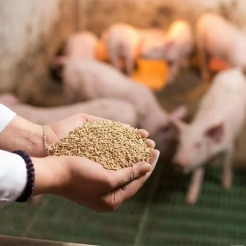 Vì Sao Trấu Là Xu Hướng Mới Của Các Doanh Nghiệp Chuyên Về Trồng Trọt Và Chăn Nuôi?