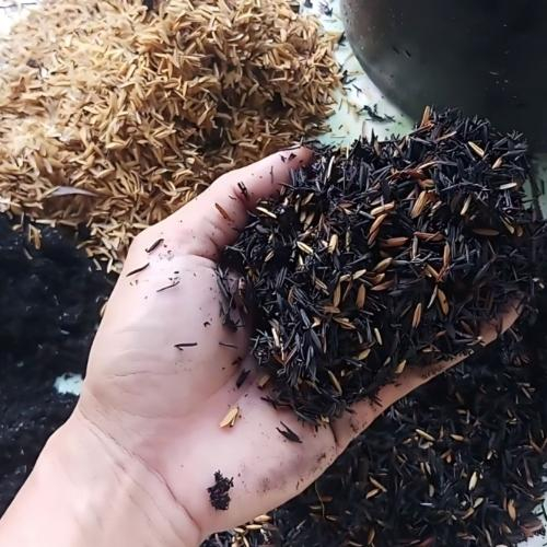 Vì Sao Trấu Giúp Cây Sinh Trưởng Mạnh Hơn?