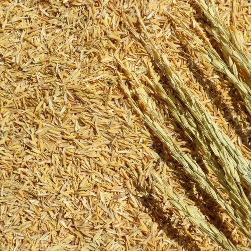 Trấu Có Thay Thế Xơ Dừa Khi Trồng Cây Được Không?