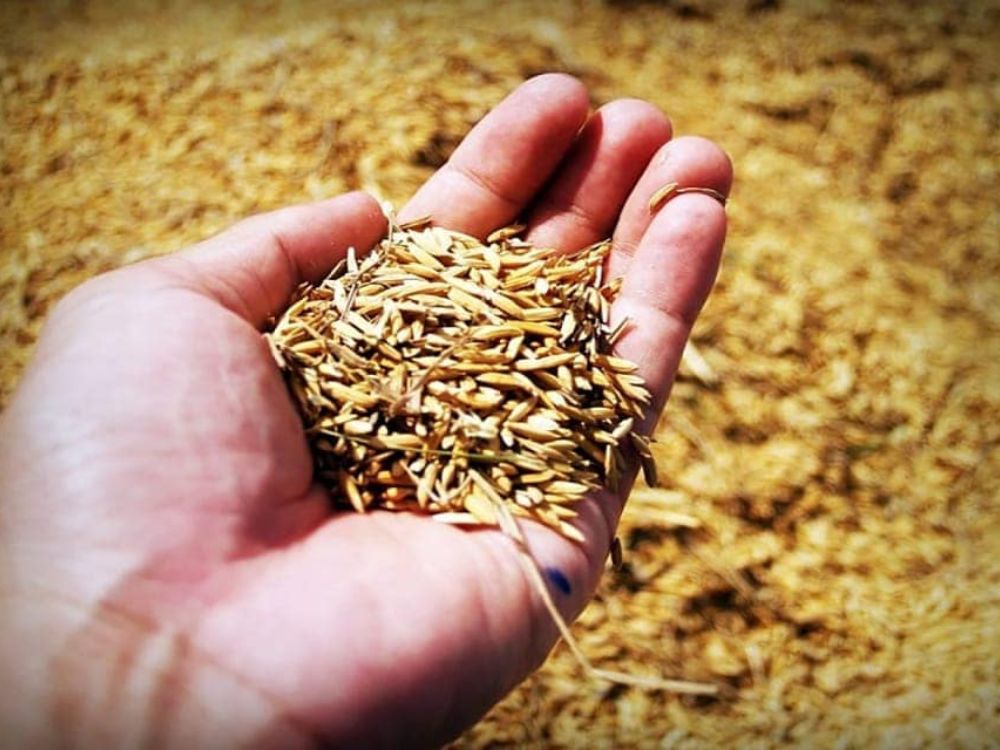 Giải pháp lò sấy công nghiệp dùng trấu – tiết kiệm chi phí, tối ưu hiệu suất