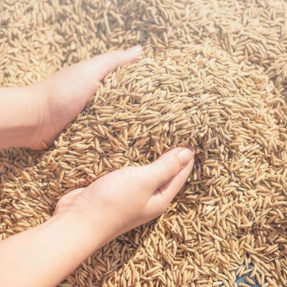 Trấu Được Sử Dụng Và Giúp Cải Thiện Đất Trồng Cây Như Thế Nào?