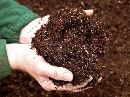 Giữ ẩm cực tốt cho cây vào mùa khô