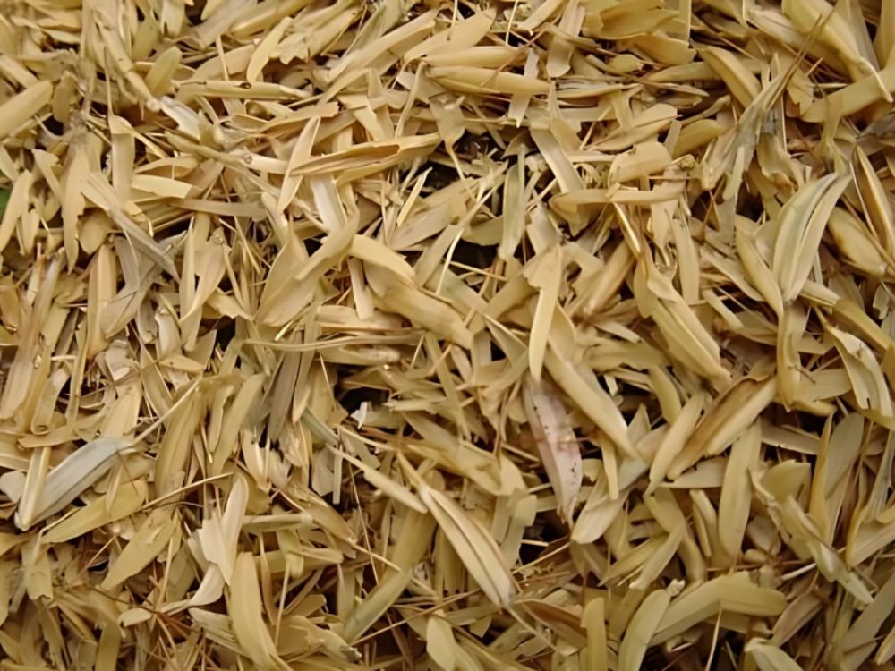 Giải pháp khai thác và tái sử dụng trấu góp phần bảo vệ môi trường