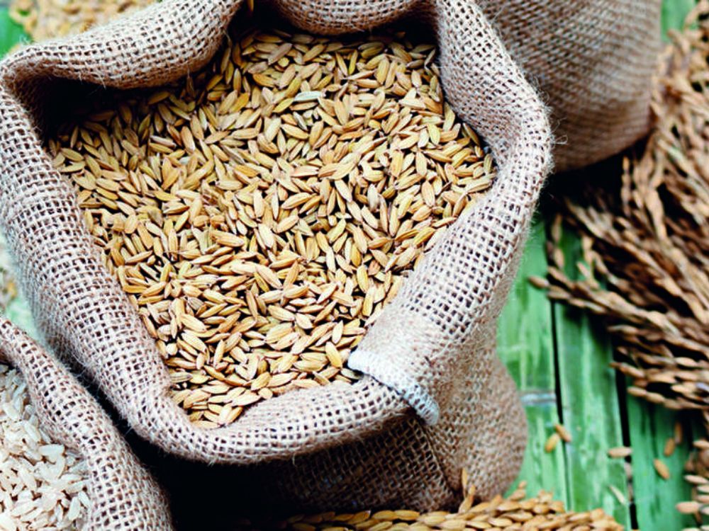 Ứng dụng trấu trong đệm lót sinh học giúp giảm mùi hôi chuồng trại